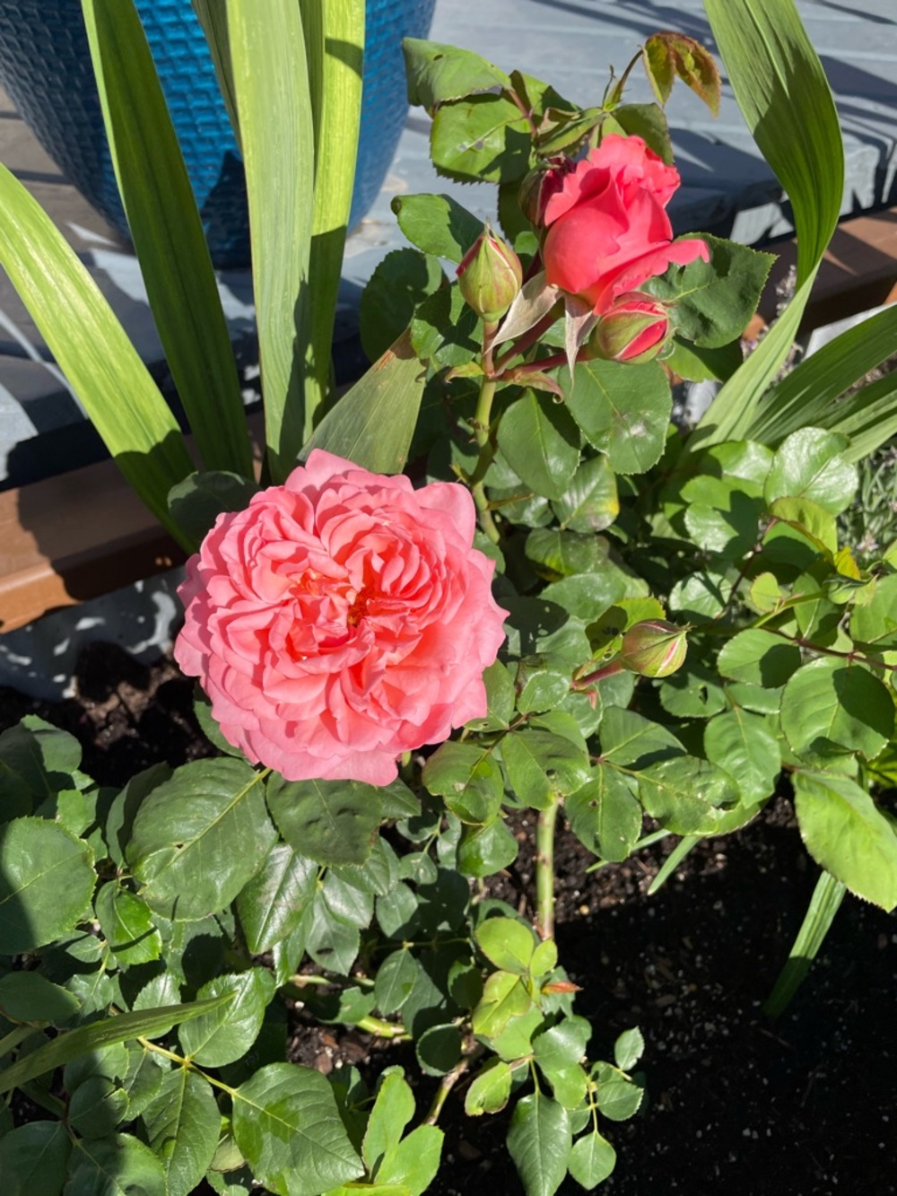 Meet your Posher, Kelly